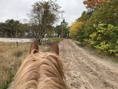 Bruine Ruiter- en menroute Holtingerveld