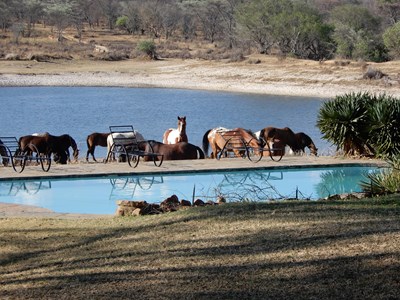 Paardrijdsafari op awardwinning Zuid-Afrikaanse lodge met 100 paarden