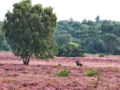 B&B de Sfeerhoeve B&B de Sfeerhoeve