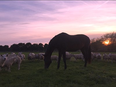 Boerderij de Vinckenhof Otterlo Boerderij de Vinckenhof Otterlo
