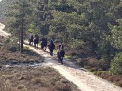 Buitenrit met Friezen over de Veluwe (groepsrit) Buitenrit met Friezen over de Veluwe (groepsrit)