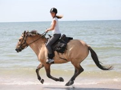 Weide & Paddock stalling omgeving Schoorl Weide & Paddock stalling omgeving Schoorl
