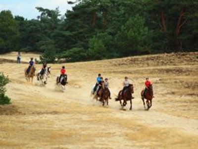 Paardrijden in de Edese Bossen en op de Veluwese Heide