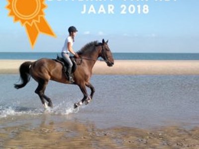 Strandrit Zeeland op betrouwbare paarden Strandrit Zeeland op betrouwbare paarden