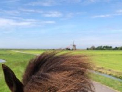 IJslanderrit Tölten door de polder! (bitloos) IJslanderrit Tölten door de polder! (bitloos)