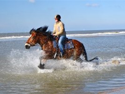 Strandrit maken op bijzondere koudbloeden Strandrit maken op bijzondere koudbloeden