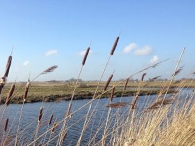 IJslanderrit in Tolt over de dijken! IJslanderrit in Tolt over de dijken!