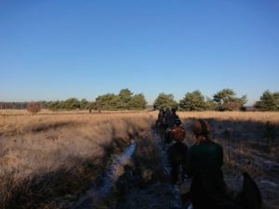 Bos- en heiderit de Regte Heide Bos- en heiderit de Regte Heide