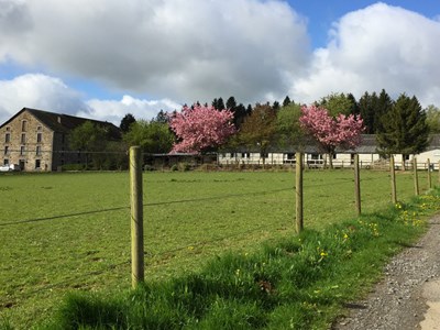 Ponyplezier voor kinderen in Belgische Ardennen Ponyplezier voor kinderen in Belgische Ardennen