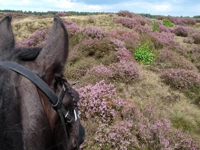 Vakantiehuisje Veluwe Vakantiehuisje Veluwe
